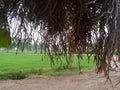 Bohar tree