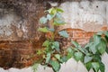 Bohd tree (Ficus religiosa) Growing from the wall Royalty Free Stock Photo