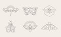 Bohemian linear logos, icons and symbols, insect, butterfly, dragonfly and moth design templates, geometric abstract