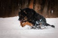 Bohemian Shepherd playing in the snow in Konopiste