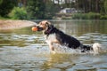 Bohemian Spotted Dog is catching the water.