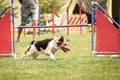 Bohemian Spotted Dog is jumping over the hurdles.