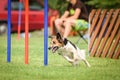 Bohemian Spotted Dog is running agility czech competition.