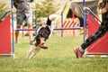 Bohemian Spotted Dog is running race on czech agility competition.