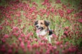 Bohemian Spotted Dog is running in tall shamrock