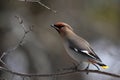 Bohemian Waxwing