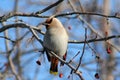 Bohemian Waxwing Royalty Free Stock Photo