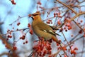 Bohemian Waxwing Royalty Free Stock Photo