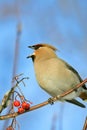 Bohemian Waxwing Royalty Free Stock Photo