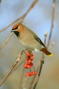 Bohemian Waxwing Royalty Free Stock Photo