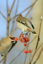 Bohemian Waxwing Royalty Free Stock Photo