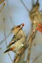 Bohemian Waxwing