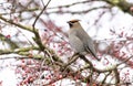 Bohemian Waxwing bird