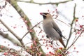 Bohemian Waxwing bird