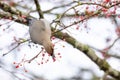 Bohemian Waxwing bird