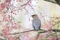 Bohemian Waxwing bird