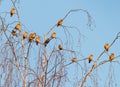 Bohemian waxwing birds flock. Royalty Free Stock Photo