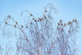 Bohemian waxwing birds flock Royalty Free Stock Photo