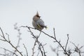 Bohemian Waxwing perched on a twig Royalty Free Stock Photo