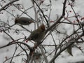 The Bohemian waxwing on a branch of berry mountain ash. Rowan aucuparia tree background Royalty Free Stock Photo