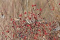 Bohemian waxwing (Bombycilla garrulus) Chemnitz Germany Royalty Free Stock Photo