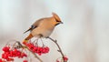 Bohemian Waxwing - Bombycilla garrulus Royalty Free Stock Photo