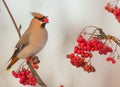 Bohemian Waxwing - Bombycilla garrulus Royalty Free Stock Photo