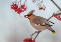 Bohemian Waxwing - Bombycilla garrulus