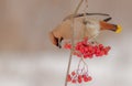 Bohemian Waxwing - Bombycilla garrulus Royalty Free Stock Photo