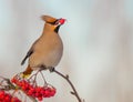 Bohemian Waxwing - Bombycilla garrulus Royalty Free Stock Photo