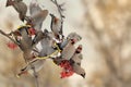 Bohemian Waxwing - Bombycilla garrulus Royalty Free Stock Photo