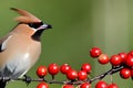 Bohemian waxwing ( Bombycilla garrulus). Generative AI