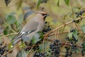 Bohemian Waxwing (Bombycilla garrulus)