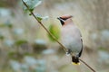 Bohemian Waxwing (Bombycilla garrulus)