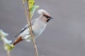 Bohemian Waxwing (Bombycilla garrulus) Royalty Free Stock Photo