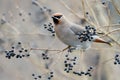 Bohemian Waxwing (Bombycilla garrulus)