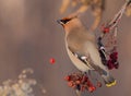 Bohemian Waxwing - Bombycilla garrulus Royalty Free Stock Photo