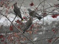 The Bohemian waxwing on a branch of berry mountain ash. Rowan aucuparia tree background Royalty Free Stock Photo