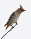Bohemian Waxwing close up Royalty Free Stock Photo