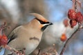 Bohemian Waxwing Close-up Royalty Free Stock Photo