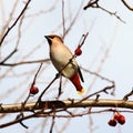 Bohemian Waxwing Royalty Free Stock Photo