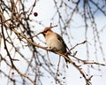 Bohemian Waxwing Royalty Free Stock Photo