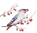 Little garden wild bird Bohemian Waxwing. Hand drawn watercolor illustration.