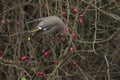 Bohemian Waxwing eating rose hip Royalty Free Stock Photo