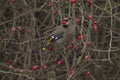 Bohemian Waxwing eating rose hip Royalty Free Stock Photo