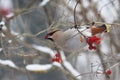 Bohemian waxwing eating some berries Royalty Free Stock Photo
