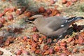 Bohemian Waxwing Among Fallen Berries