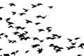 Bohemian waxwing in flight. Vector silhouette a flock of birds