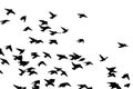 Bohemian waxwing in flight. Vector silhouette a flock of birds