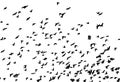 Bohemian waxwing in flight. Vector silhouette a flock of birds Royalty Free Stock Photo